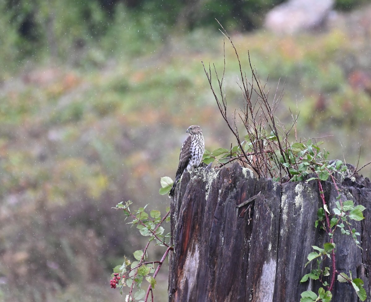 Cooper's Hawk - ML609326864