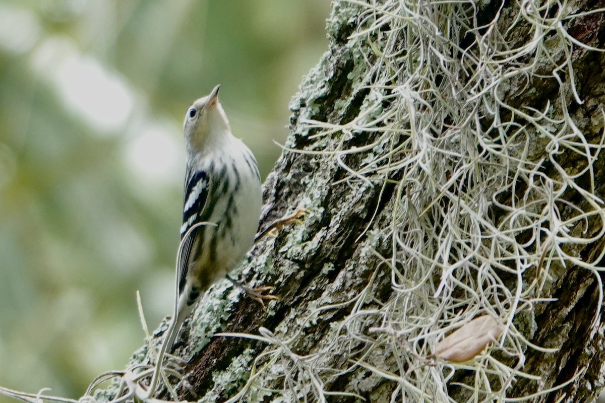 Black-and-white Warbler - Alena Capek