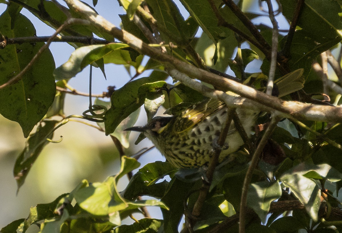 Spotted Honeyeater - Anne Heyerly