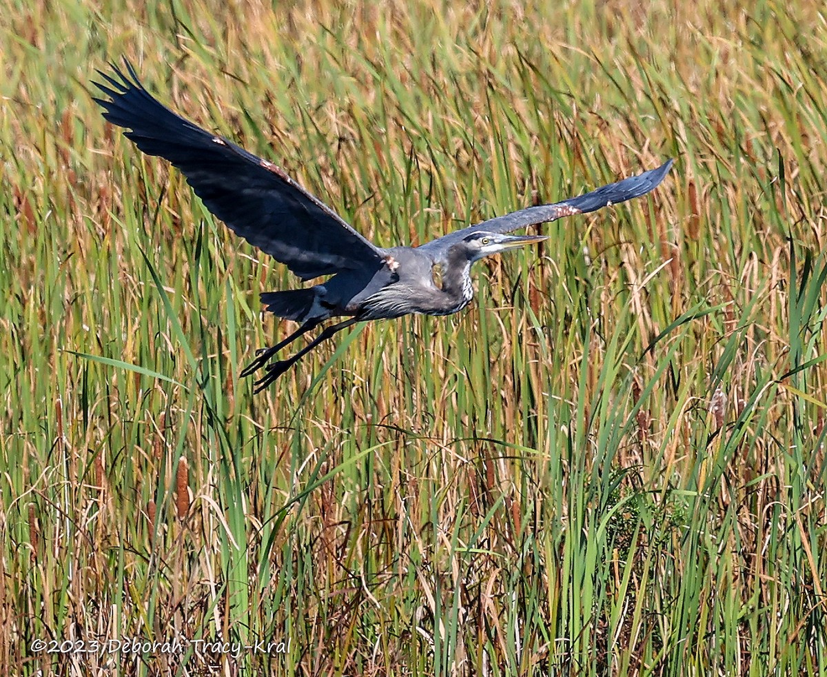 Great Blue Heron - ML609326933