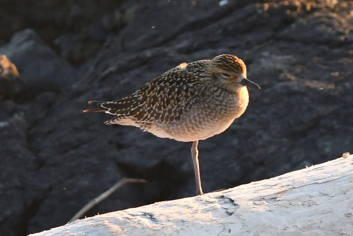 Pacific Golden-Plover - Kiah R. Jasper