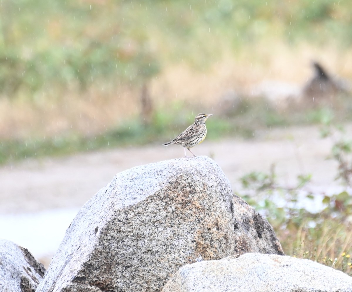 Western Meadowlark - ML609326970