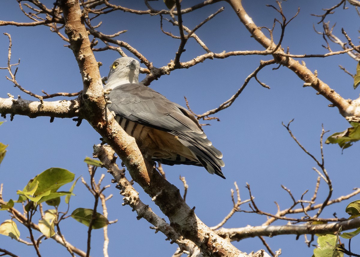 Pacific Baza - ML609327003