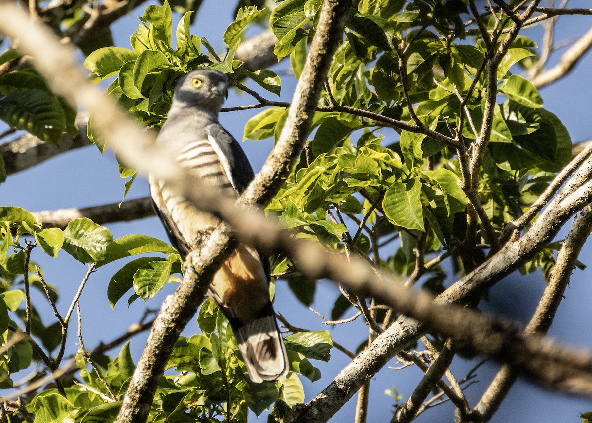 Pacific Baza - ML609327004