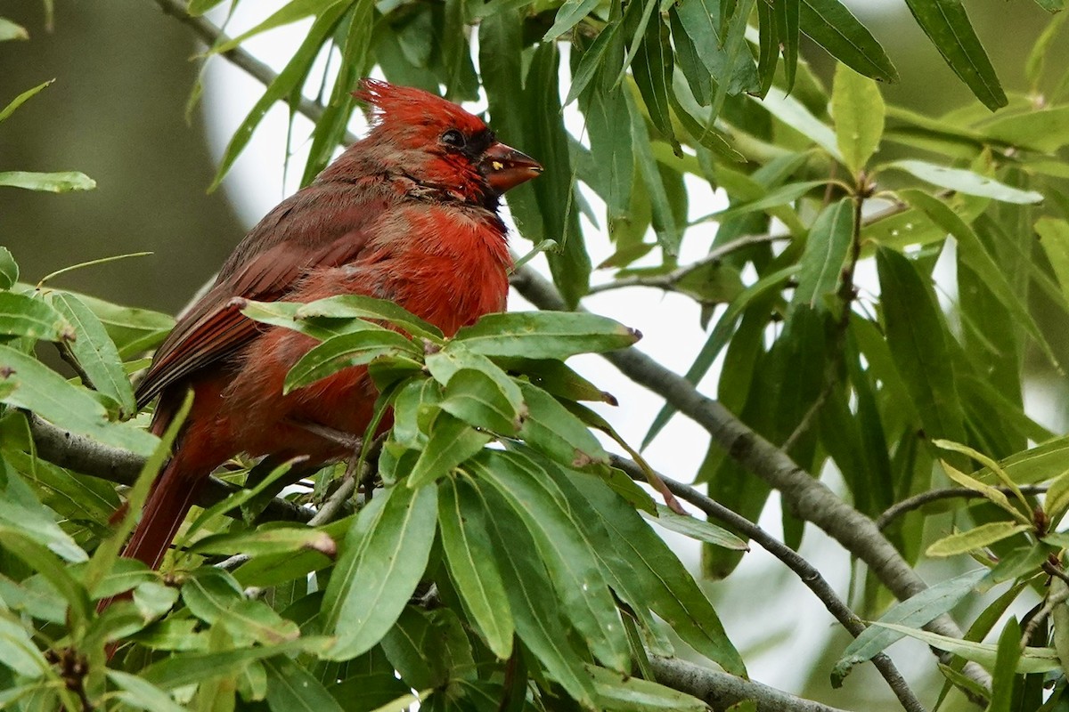 Northern Cardinal - ML609327017