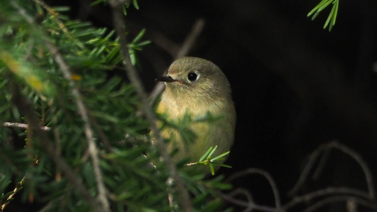 Ruby-crowned Kinglet - ML609327018