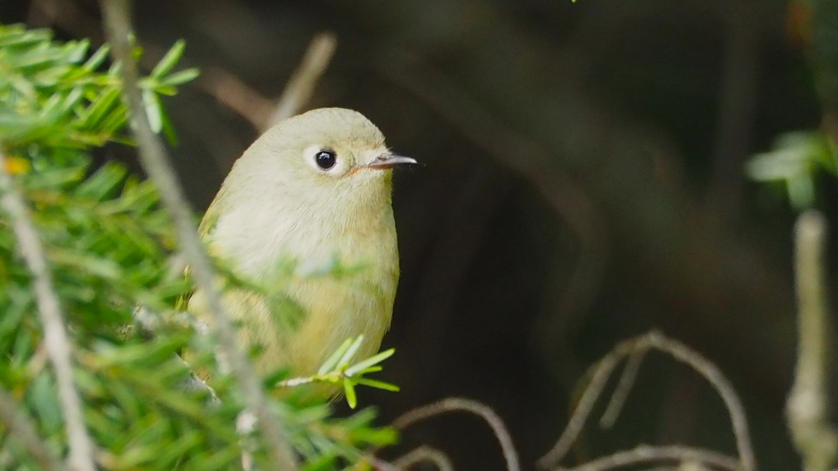 Ruby-crowned Kinglet - ML609327019