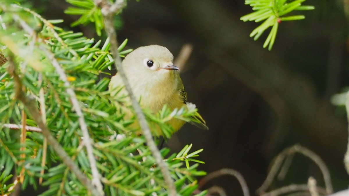 Ruby-crowned Kinglet - ML609327020