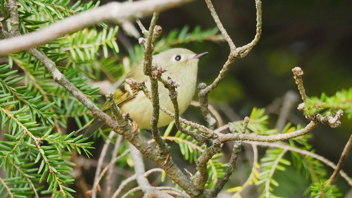 Ruby-crowned Kinglet - ML609327021