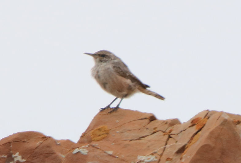 Rock Wren - Mercy Harris