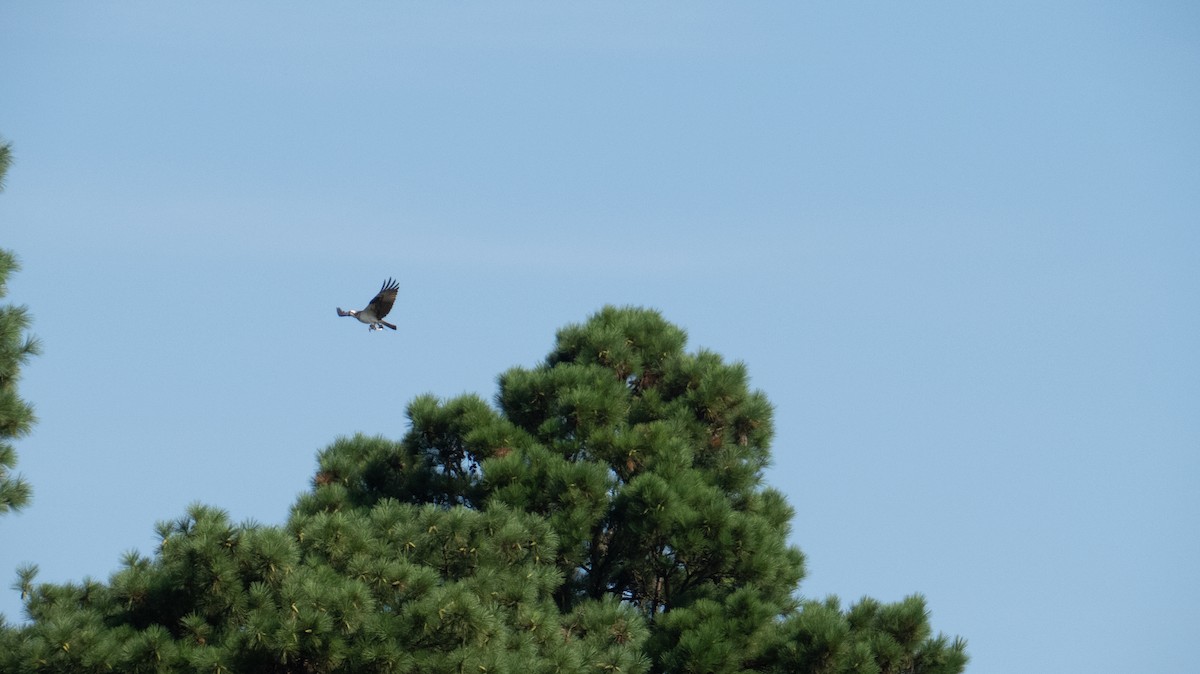 Águila Pescadora - ML609327096