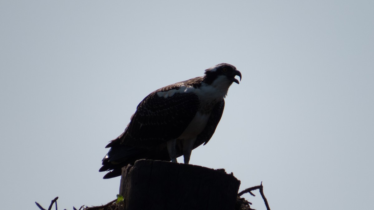 Águila Pescadora - ML609327101