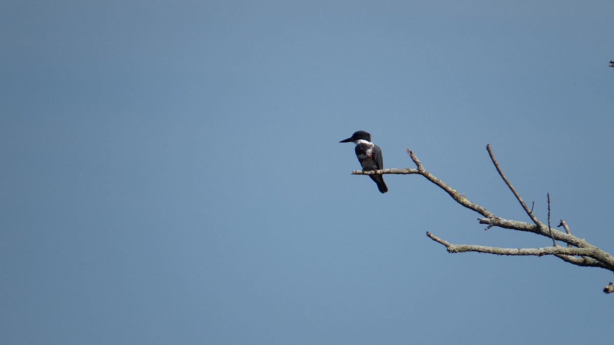 Belted Kingfisher - ML609327114