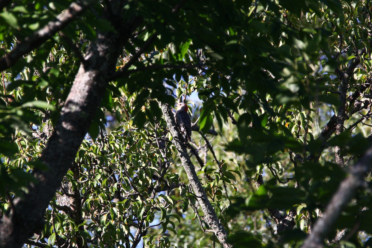 Red-bellied Woodpecker - ML609327120