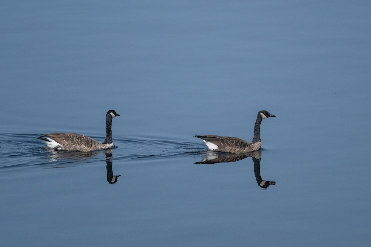 Canada Goose - ML609327145