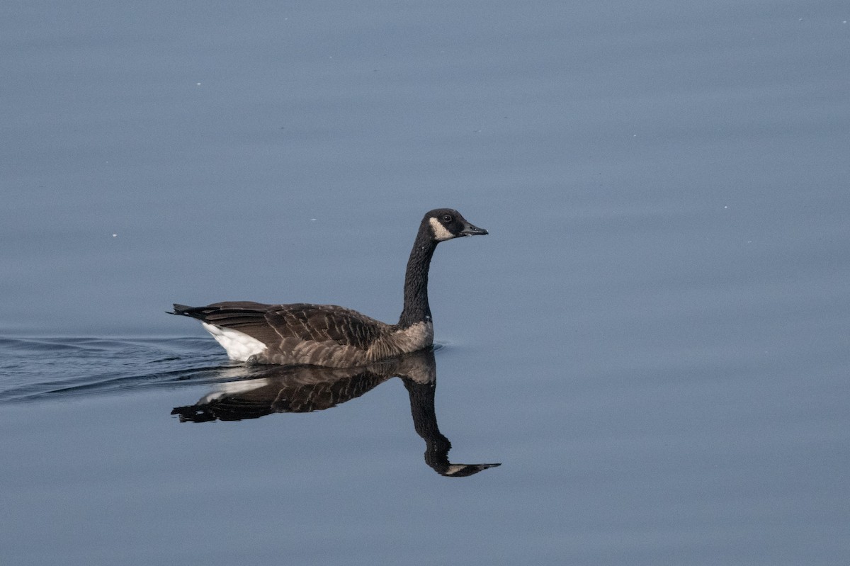 Canada Goose - ML609327150