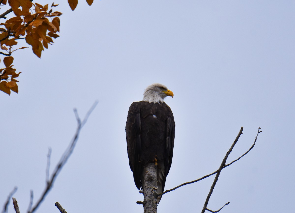 Bald Eagle - ML609327169