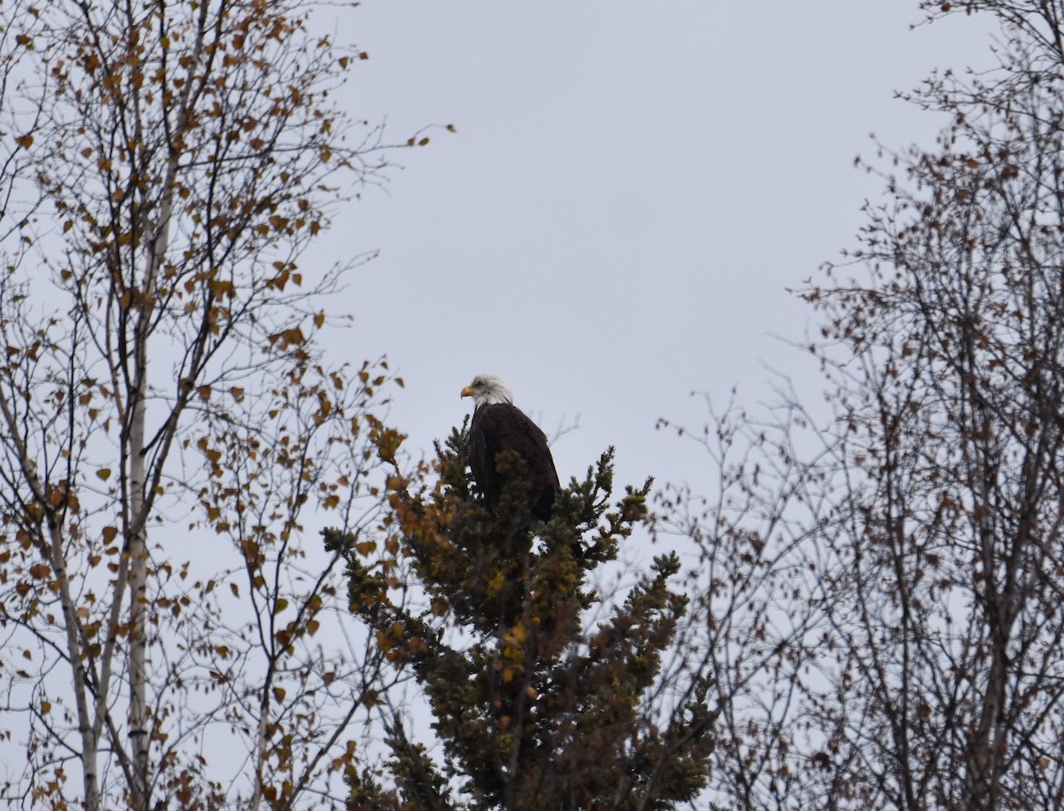 Bald Eagle - ML609327185