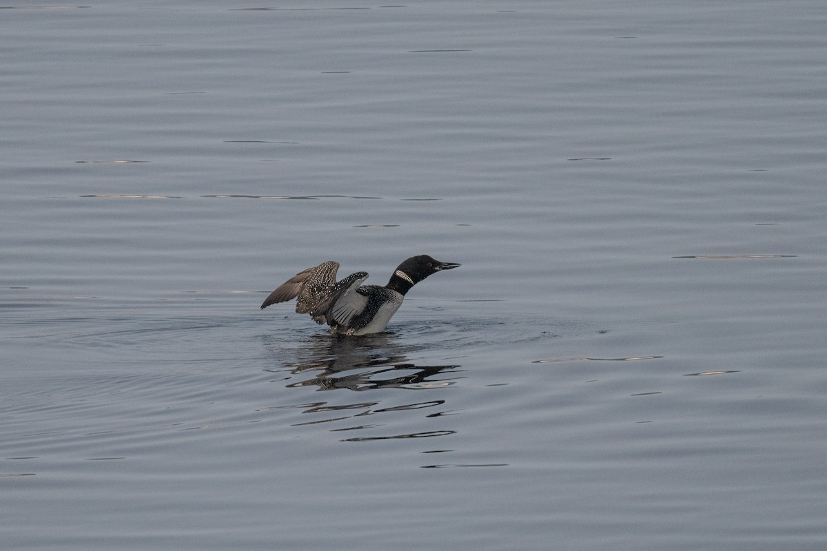 Plongeon huard - ML609327186