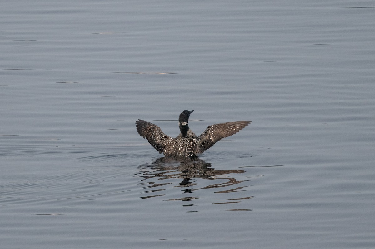 Plongeon huard - ML609327194