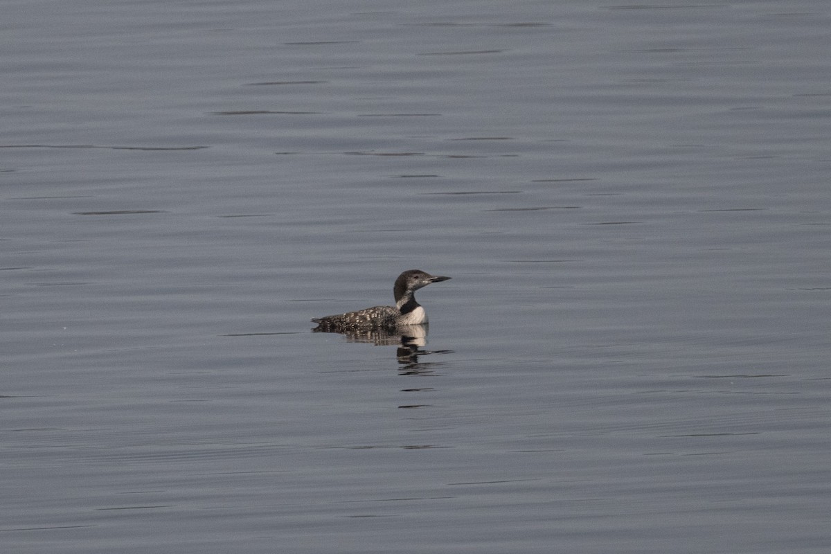 Common Loon - ML609327195