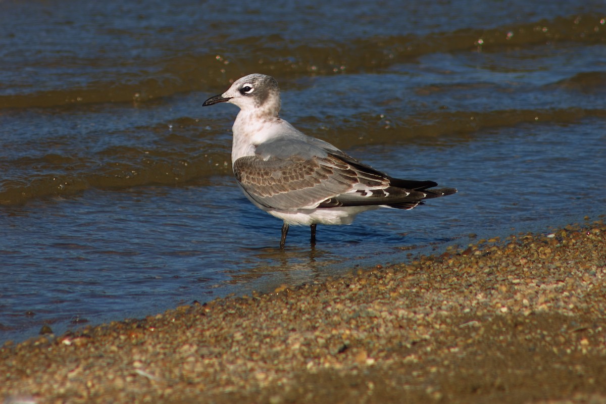 Franklin's Gull - ML609327274