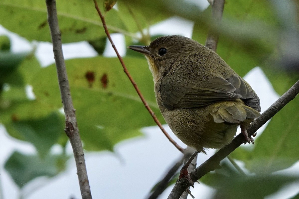 Common Yellowthroat - ML609327355