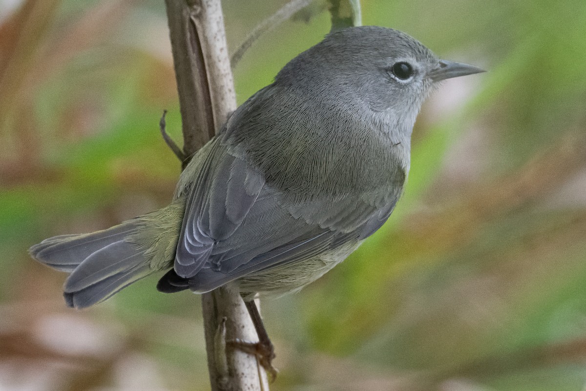 Orange-crowned Warbler - ML609327384