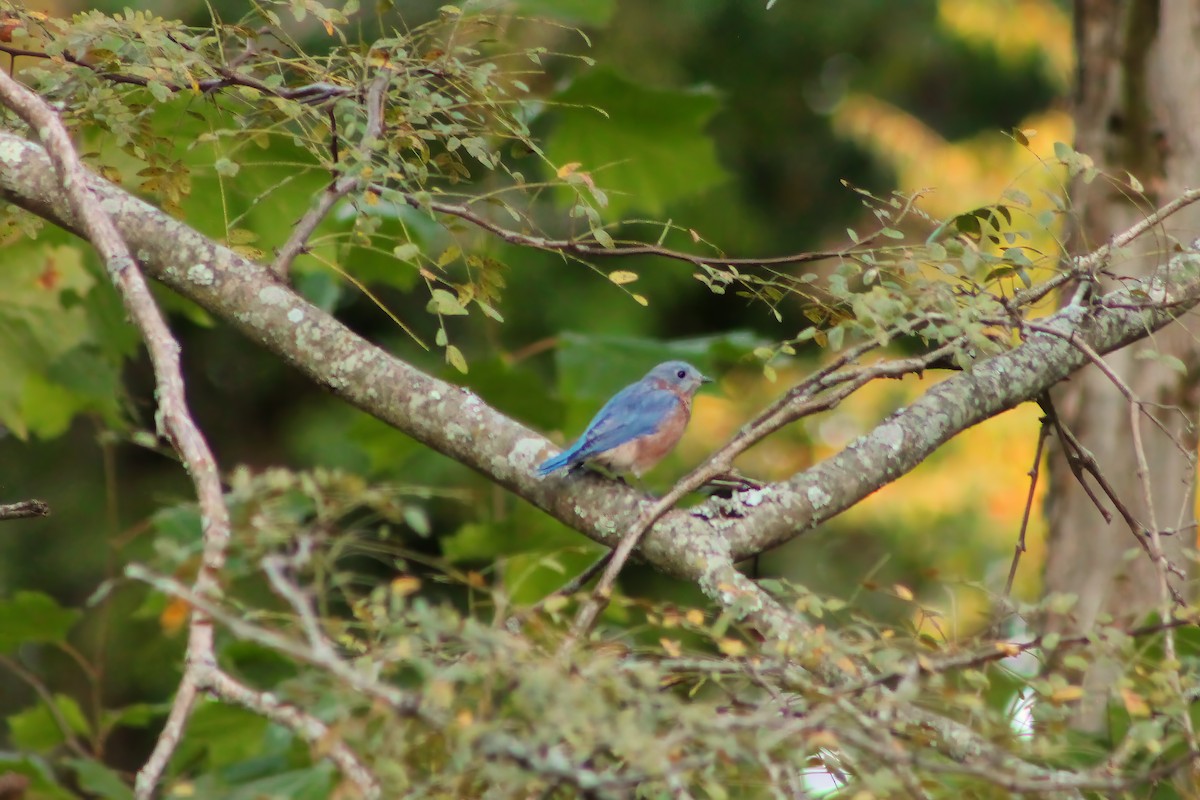 Eastern Bluebird - ML609327404