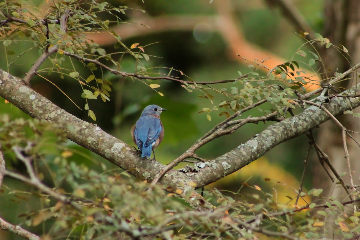 Eastern Bluebird - ML609327405