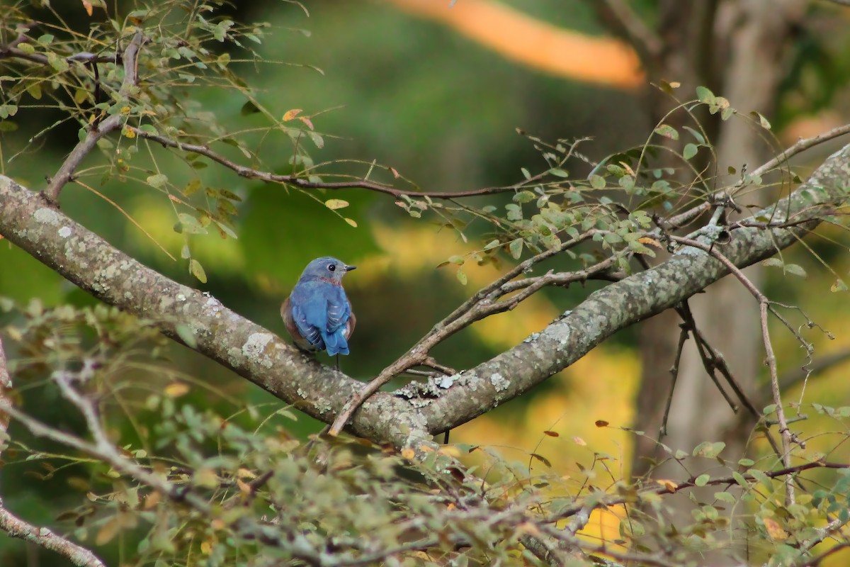 Eastern Bluebird - ML609327406