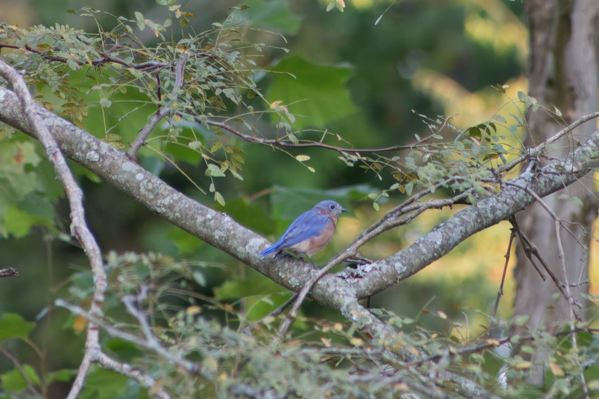 Eastern Bluebird - ML609327407