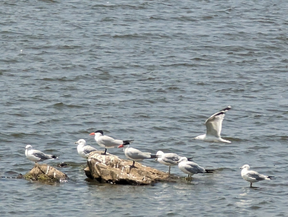 Caspian Tern - ML609327492