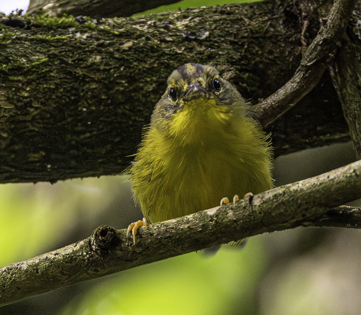 Golden-crowned Warbler - ML609327515