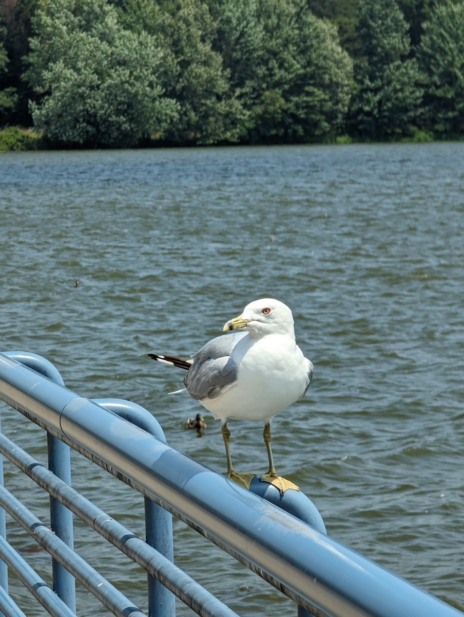 Ring-billed Gull - ML609327543