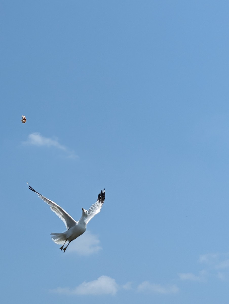 Ring-billed Gull - ML609327544