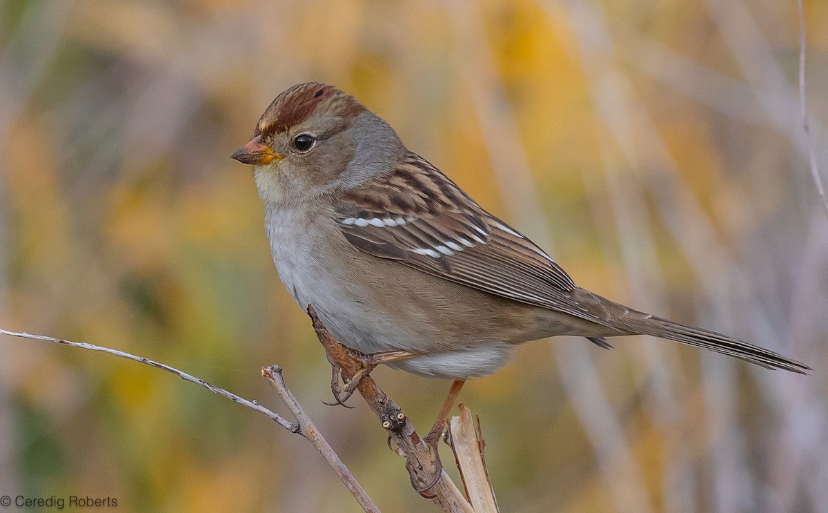 White-crowned Sparrow - ML609327546