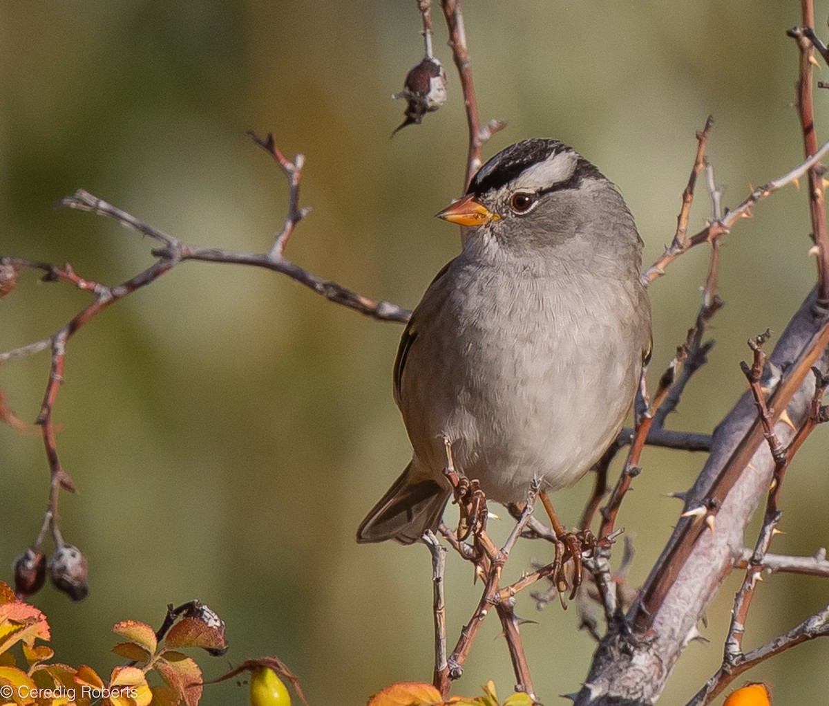 White-crowned Sparrow - ML609327547