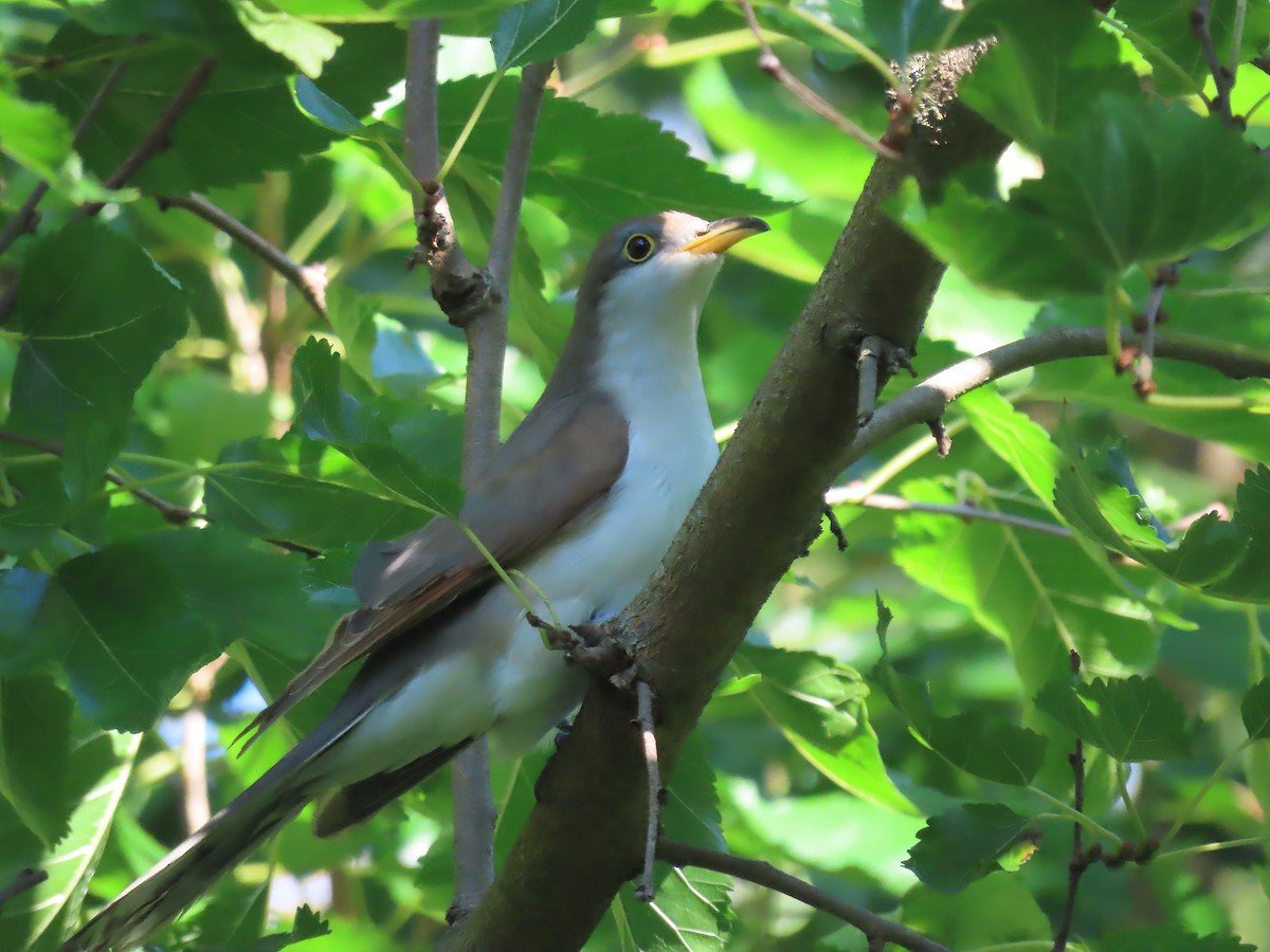 Yellow-billed Cuckoo - ML609327583