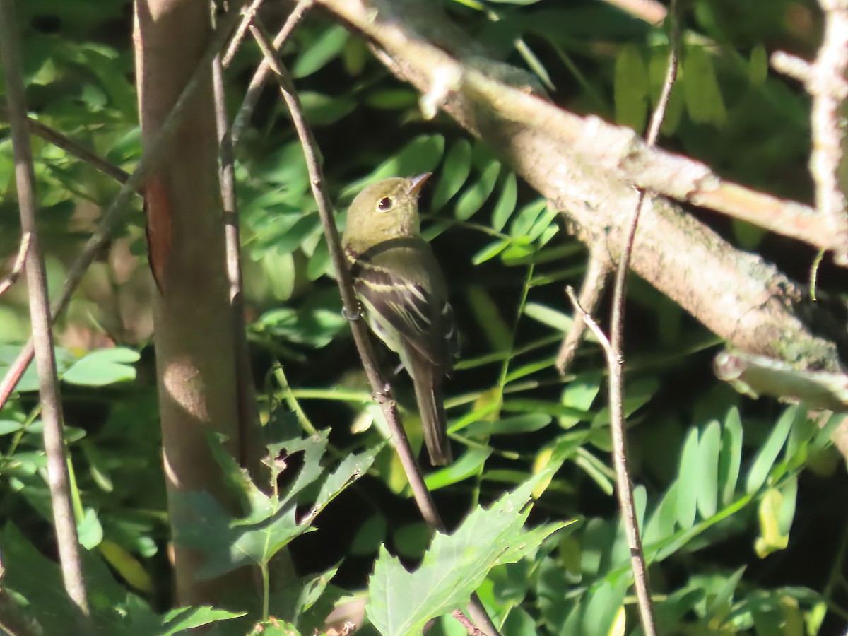 Yellow-bellied Flycatcher - ML609327590