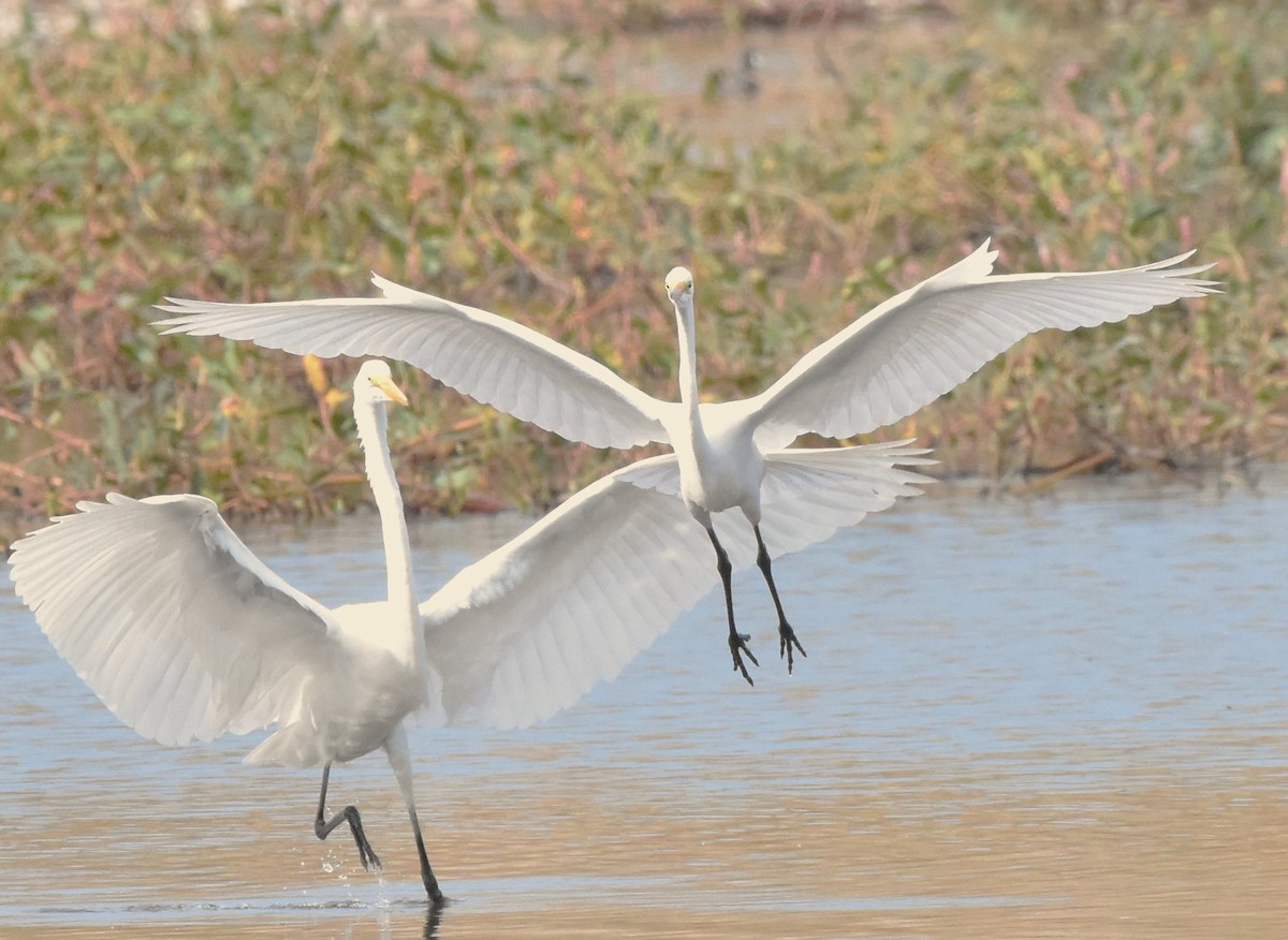 Great Egret - ML609327821