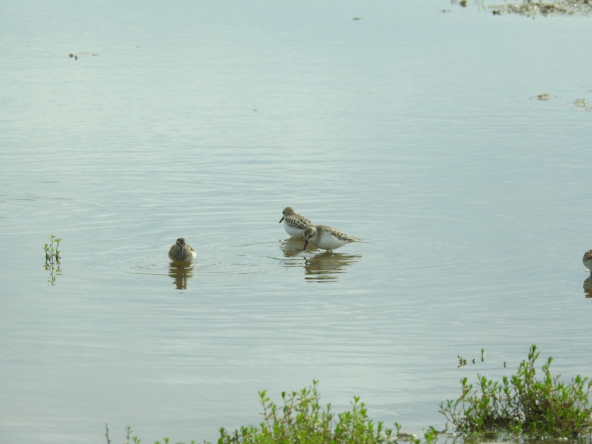 Semipalmated Sandpiper - Margaret Brittingham