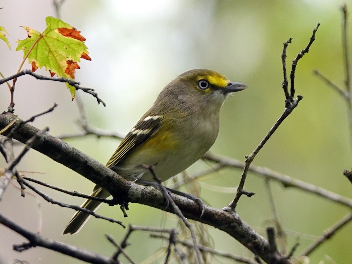 White-eyed Vireo - Lois Ballard