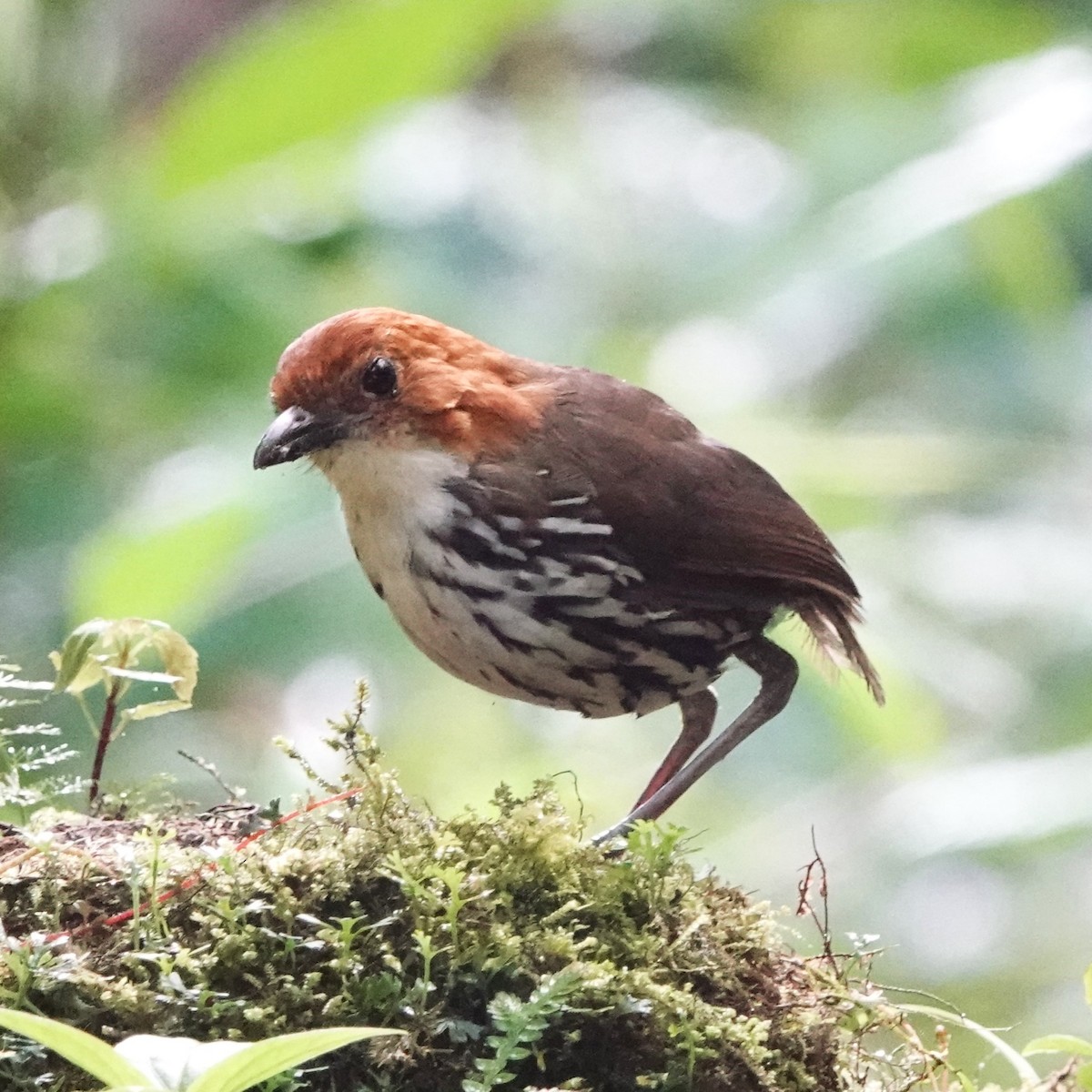 クリガシラジアリドリ - ML609328002