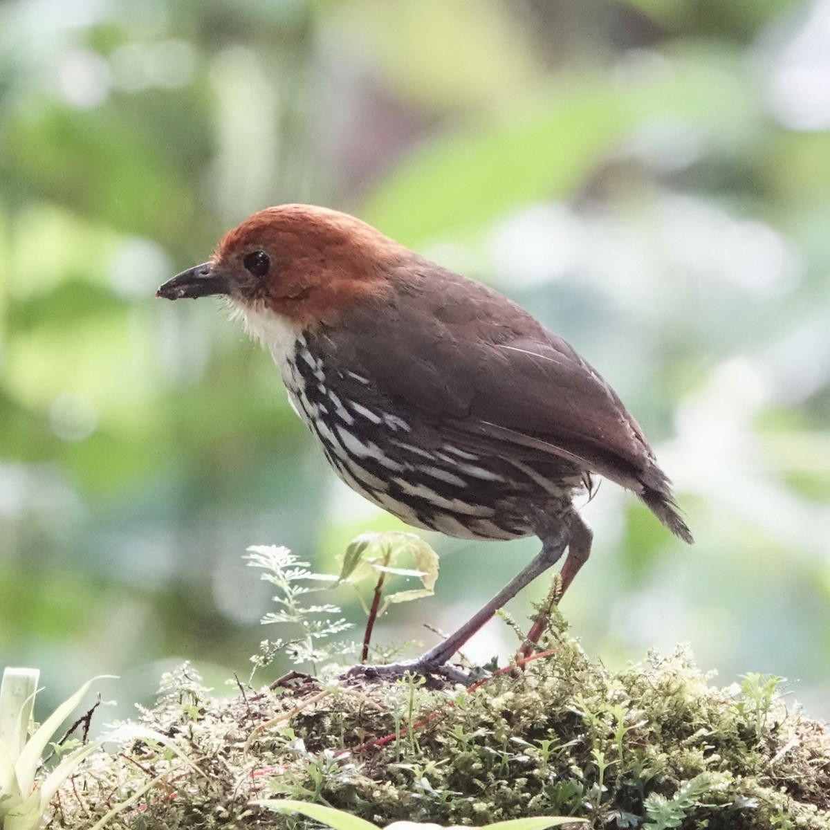 クリガシラジアリドリ - ML609328003