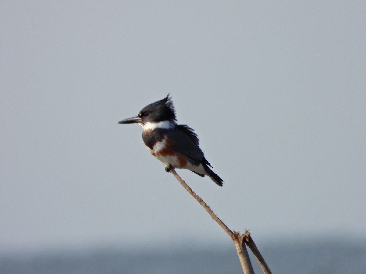 Belted Kingfisher - ML609328018