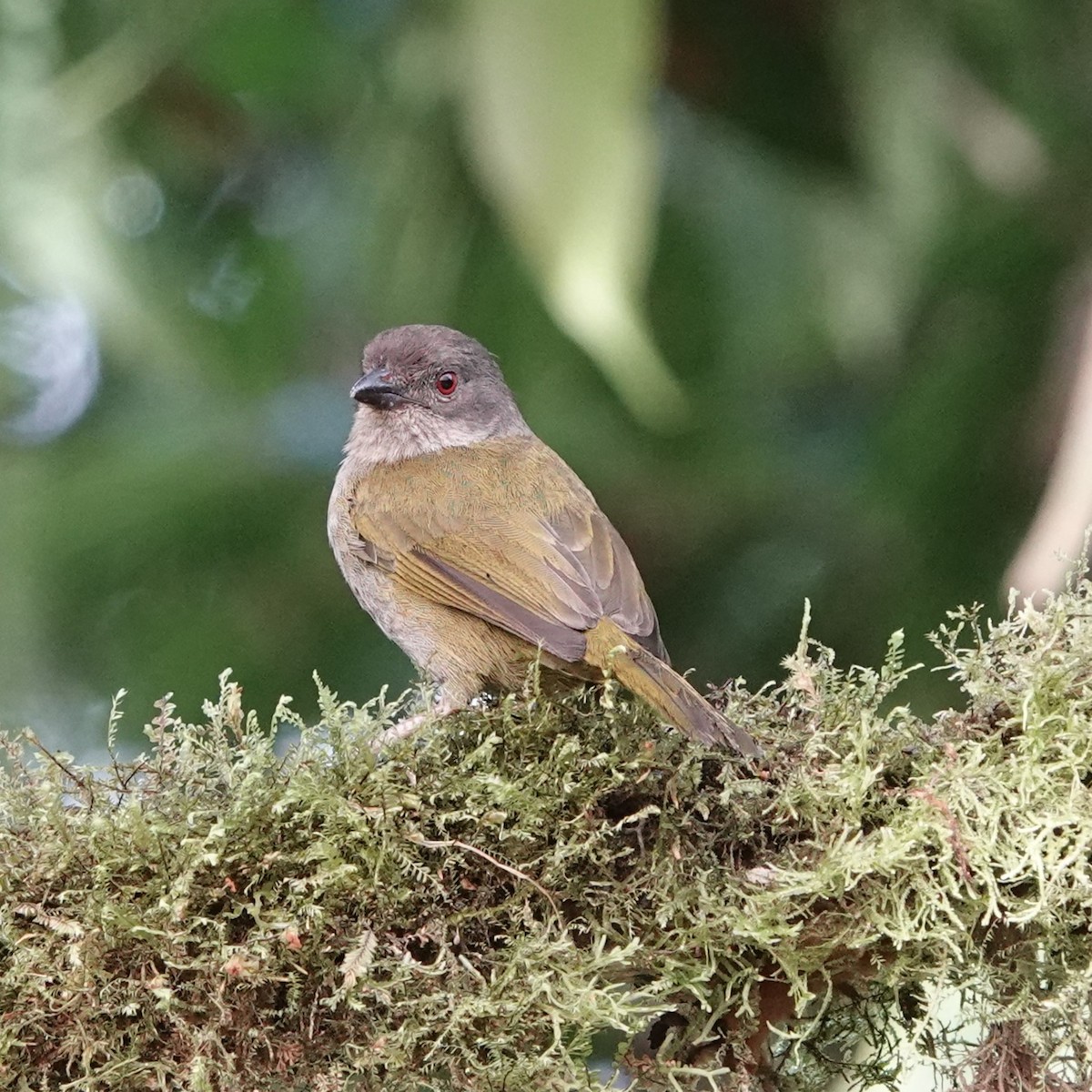 Dusky Chlorospingus - ML609328026