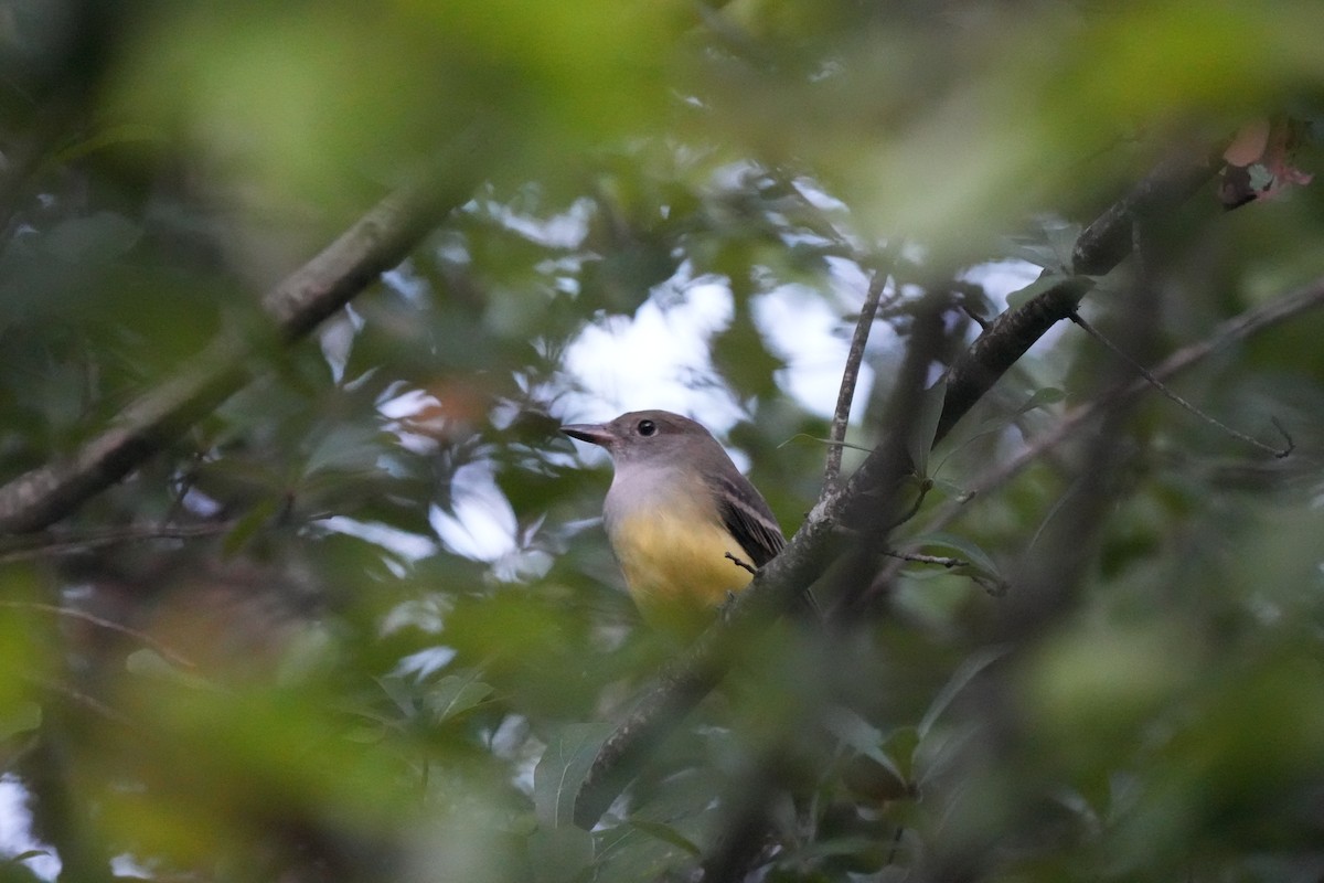 Great Crested Flycatcher - ML609328270