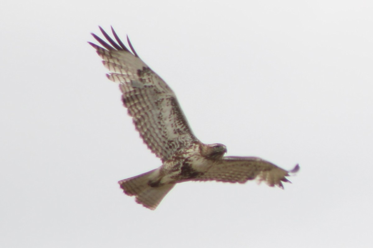 Red-tailed Hawk (calurus/alascensis) - ML609328280