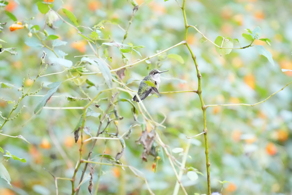 Ruby-throated Hummingbird - ML609328318